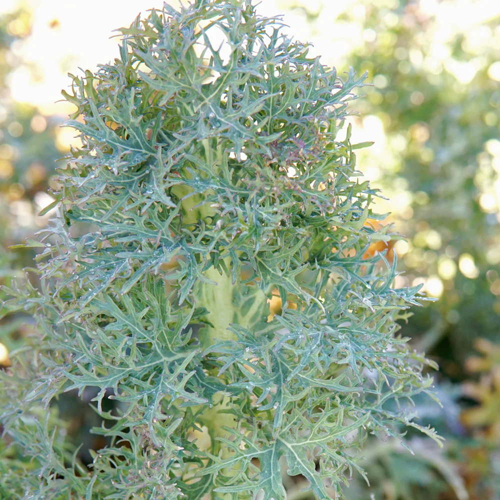 Siber Frills Kale - Image 4