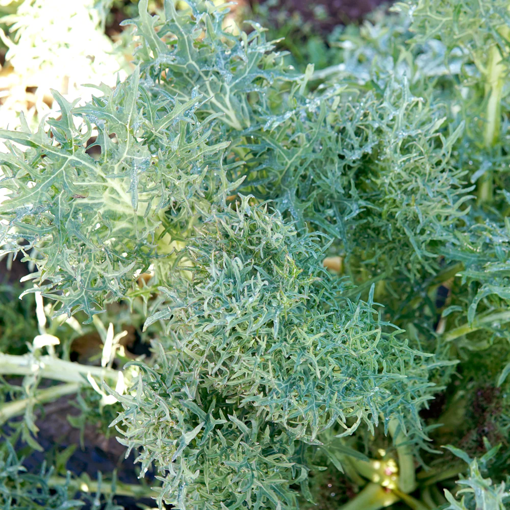 Siber Frills Kale - Image 5