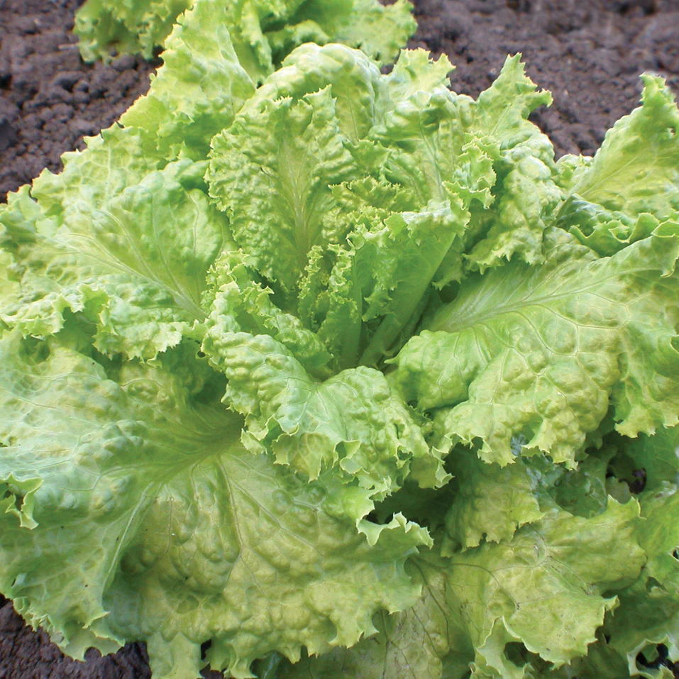Simpson Elite Lettuce