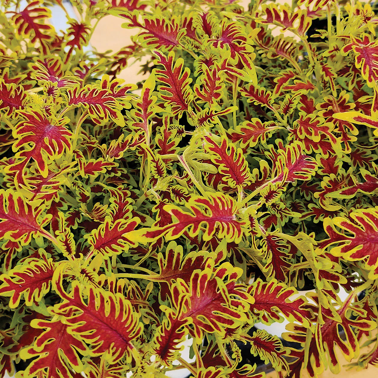 Skeletal Coleus Plant