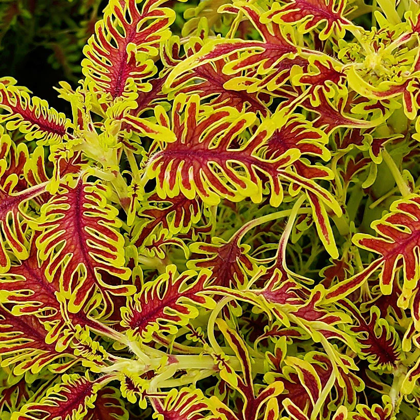Skeletal Coleus Plant - Image 2