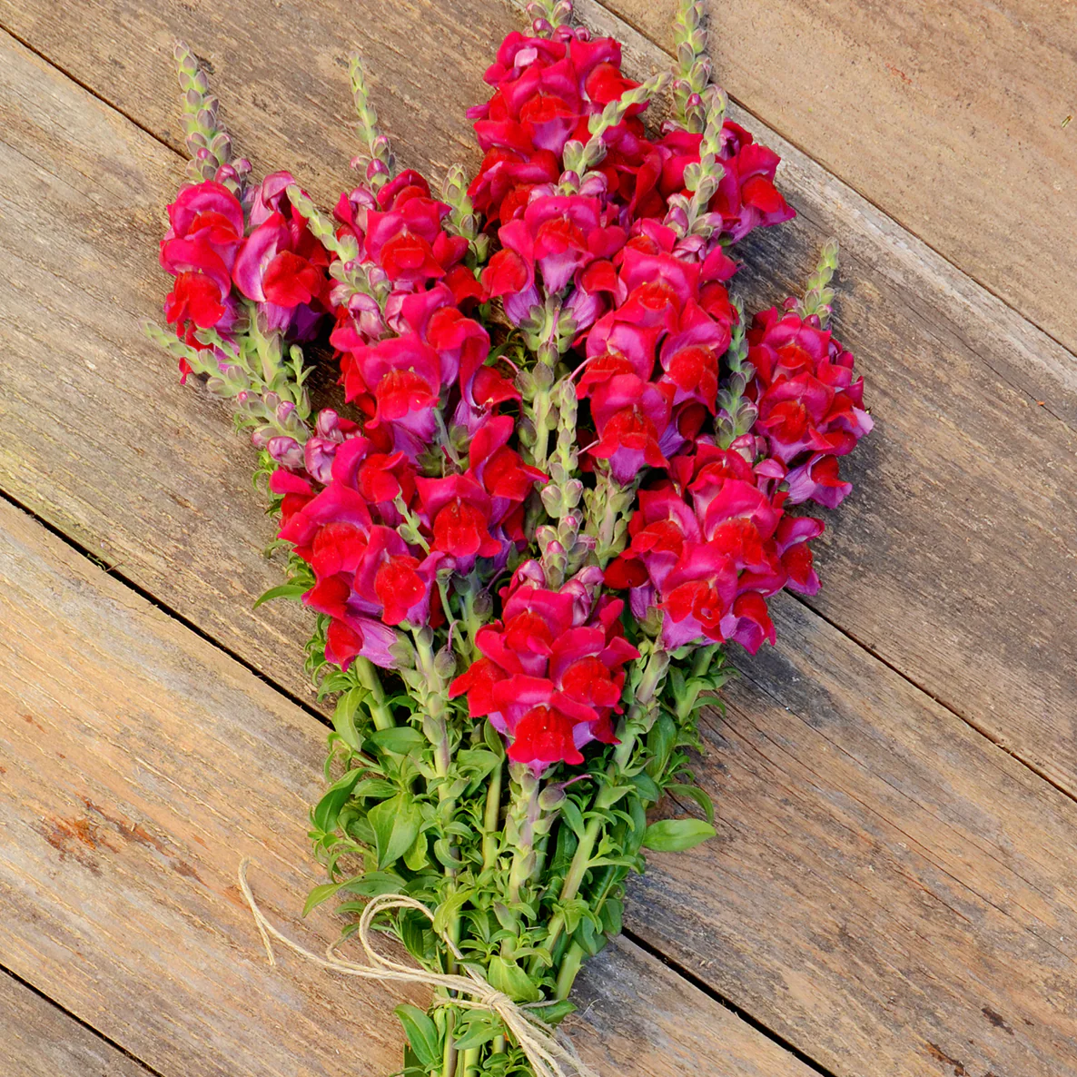 Potomac™ Red Snapdragon
