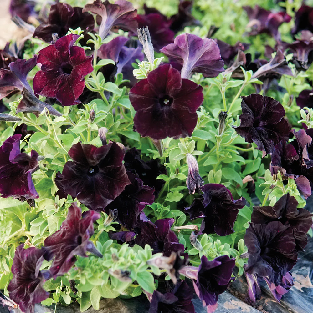 Sophistica® Blackberry Petunia