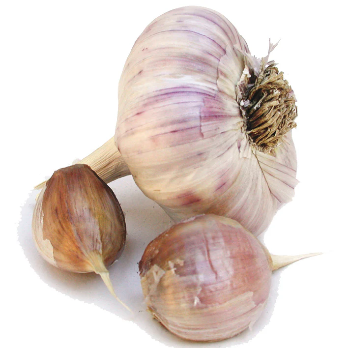 Spanish Roja Garlic - Image 4