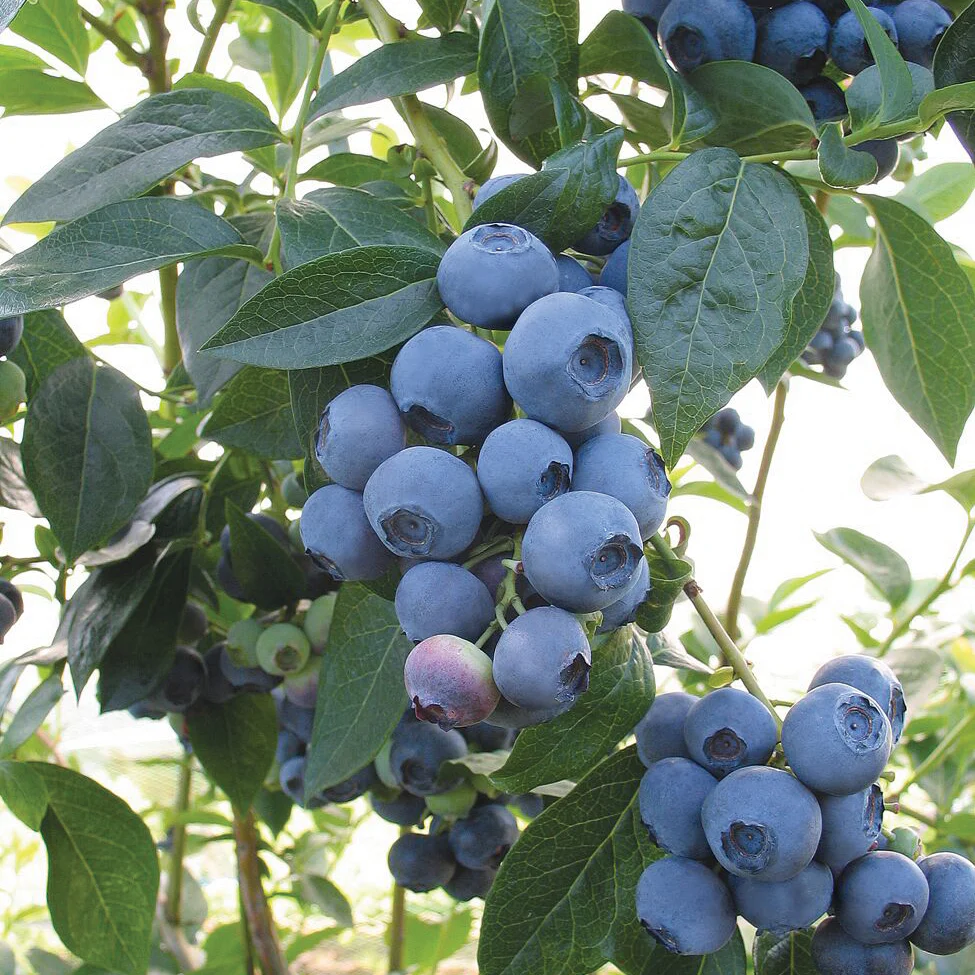 Spartan Blueberry Plant