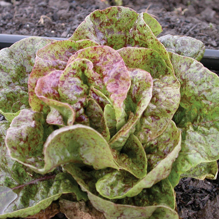 Speckles Lettuce