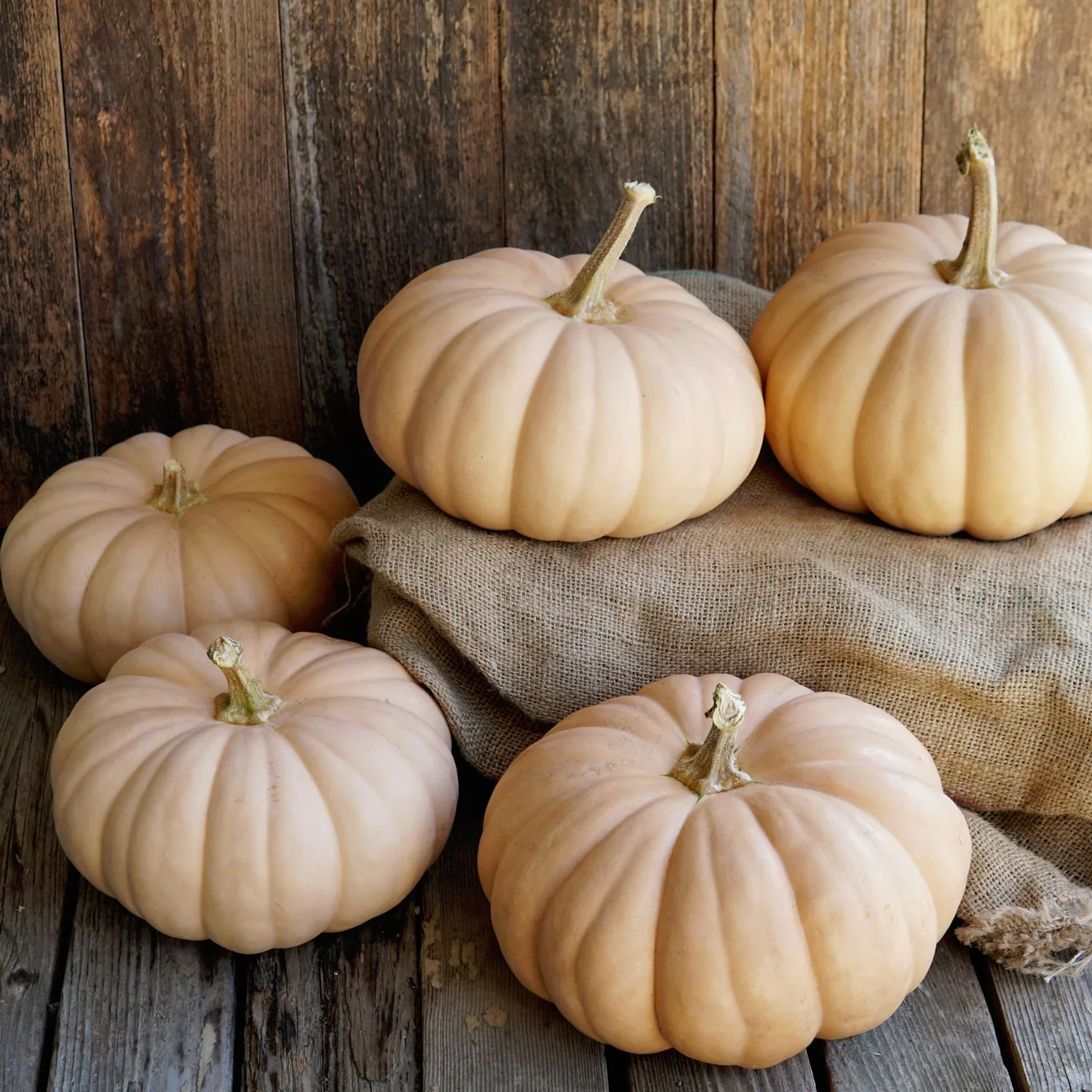 Spellcast Winter Squash - Image 3