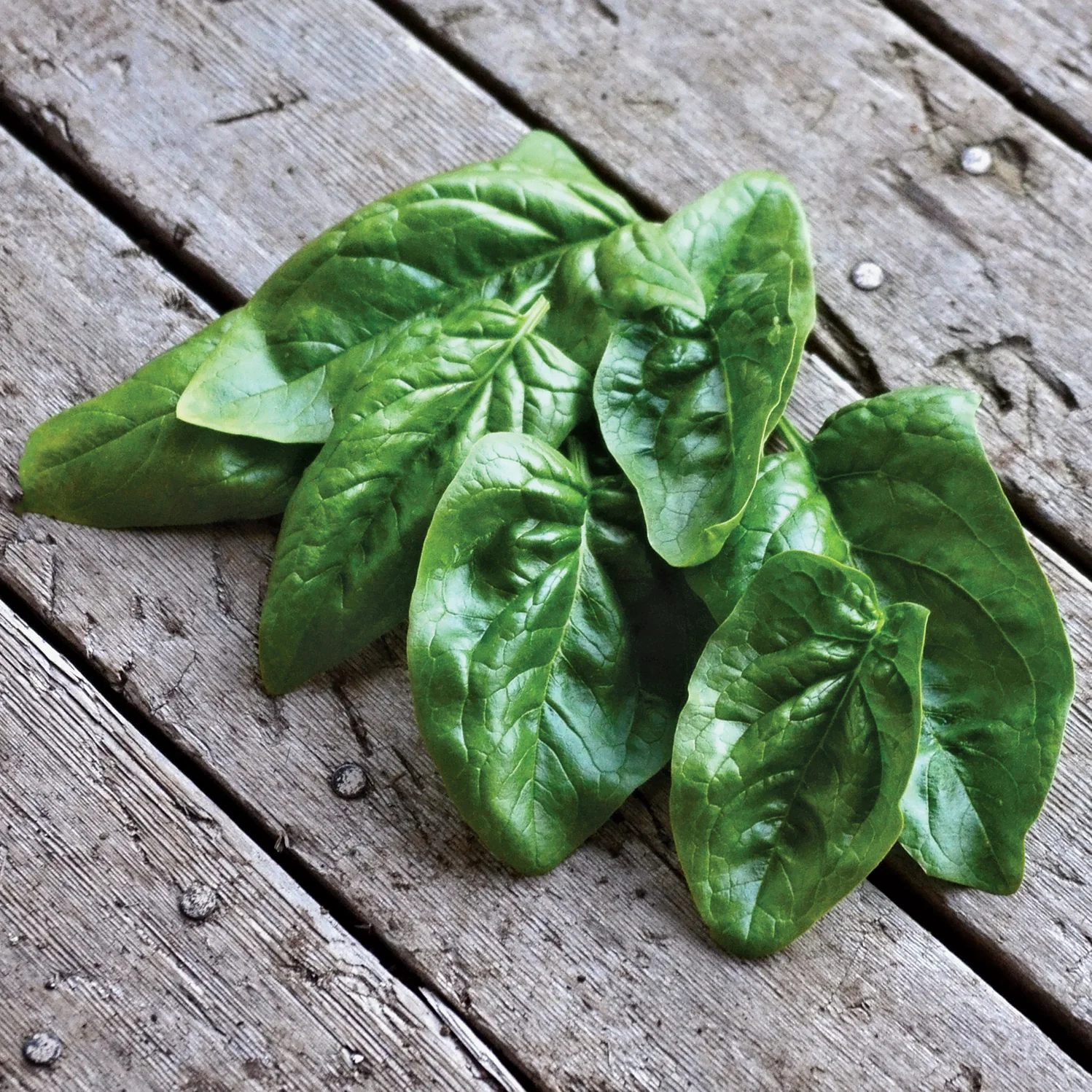 Giant Winter Spinach
