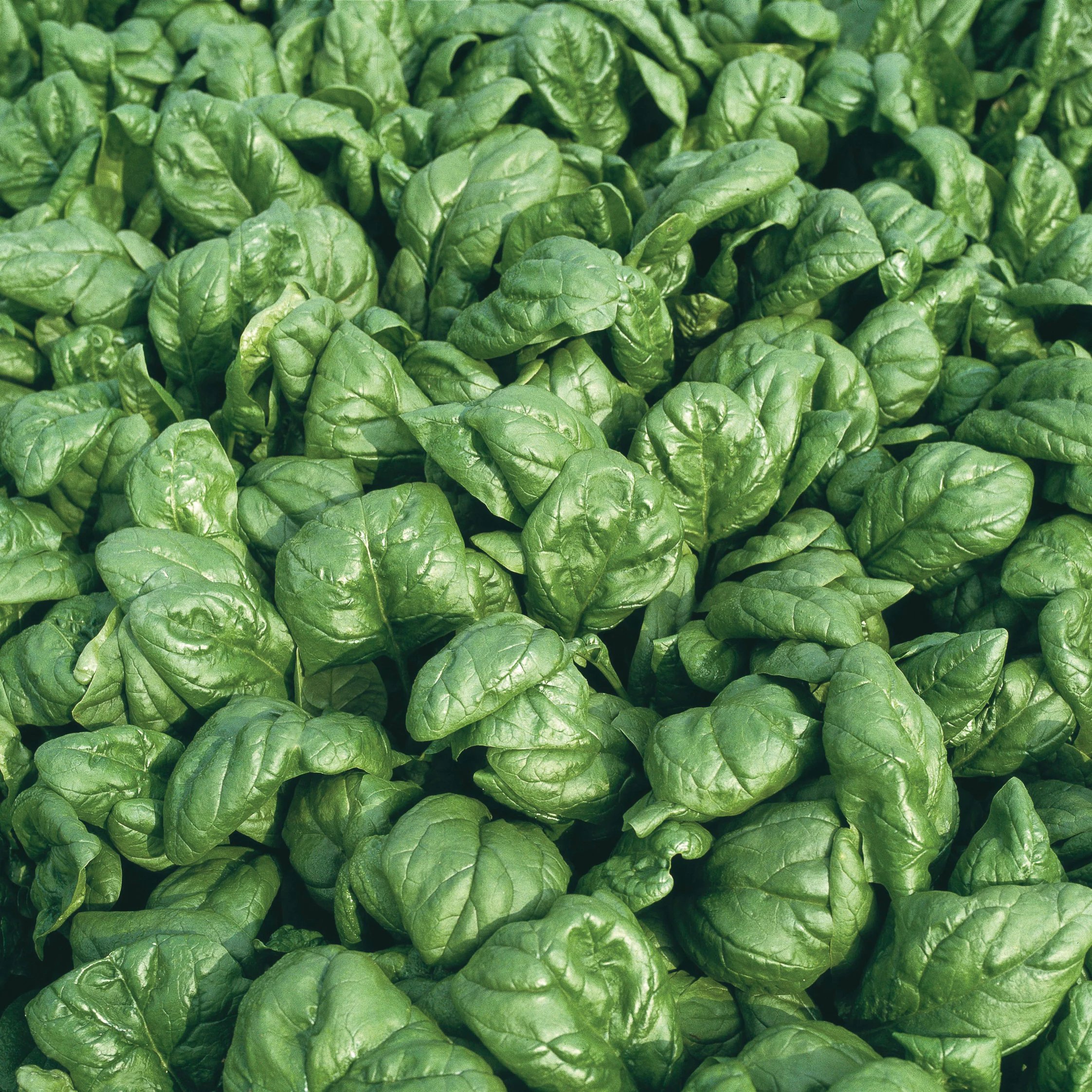 Palco Spinach - Image 2