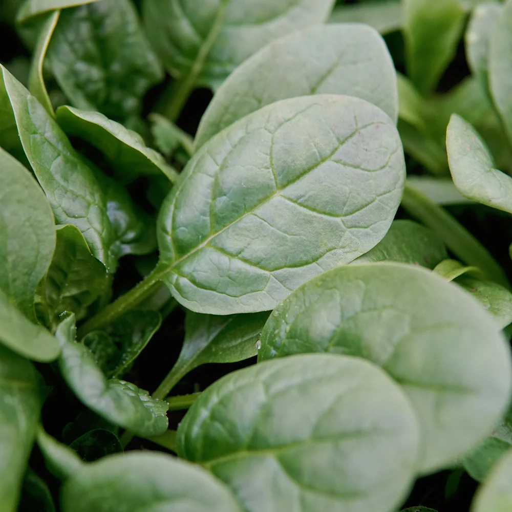 Patton Spinach - Image 2