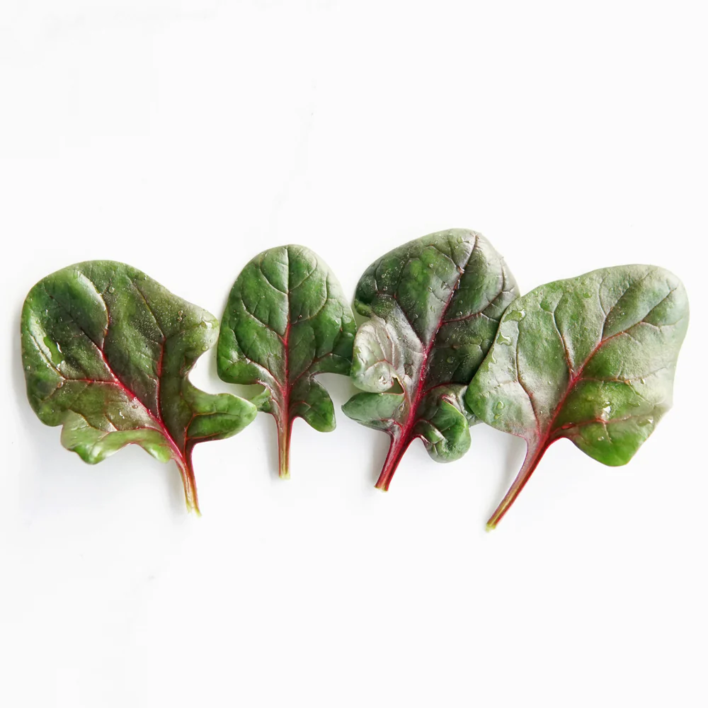 Red Tabby Spinach - Image 2