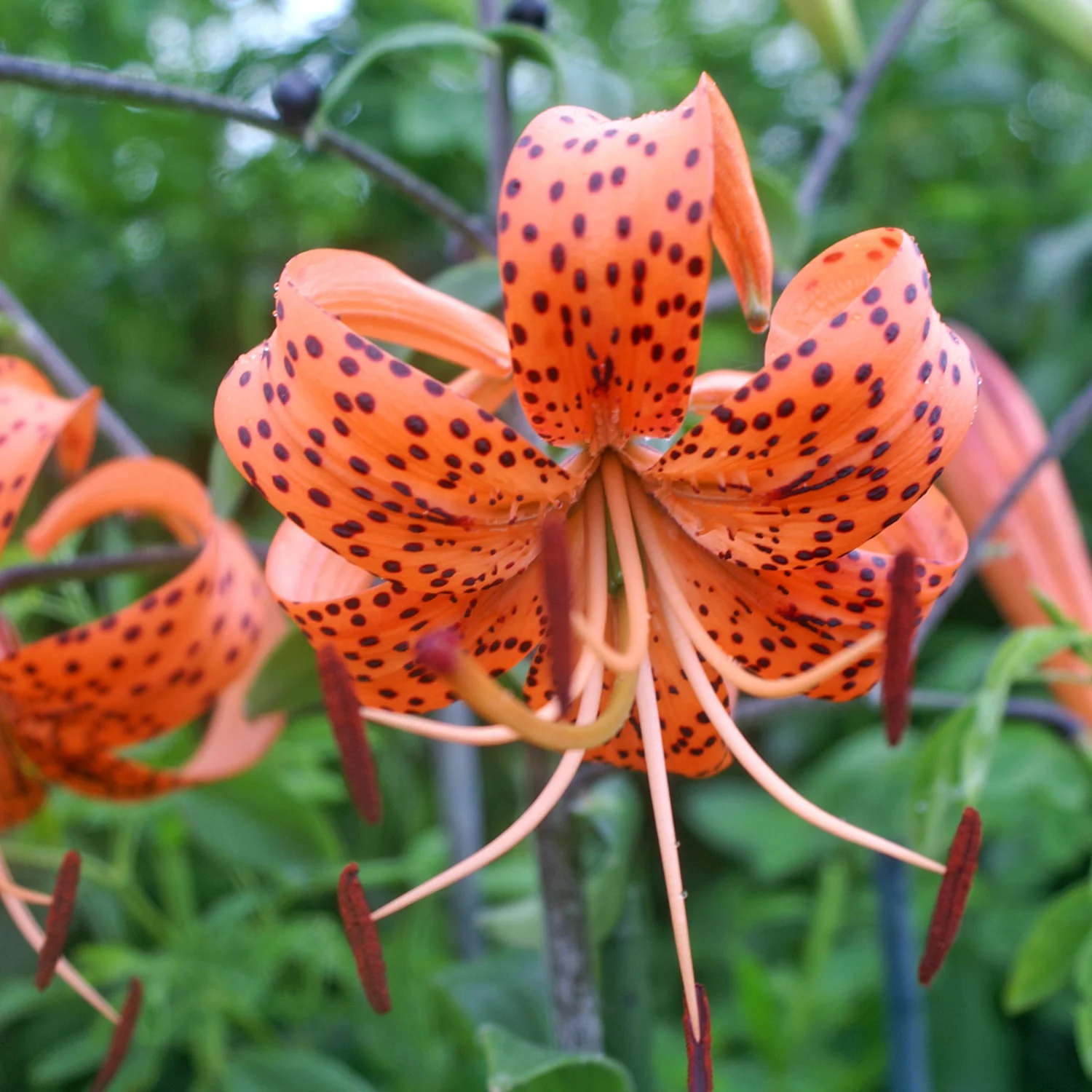 Splendens Orange Tiger Lily