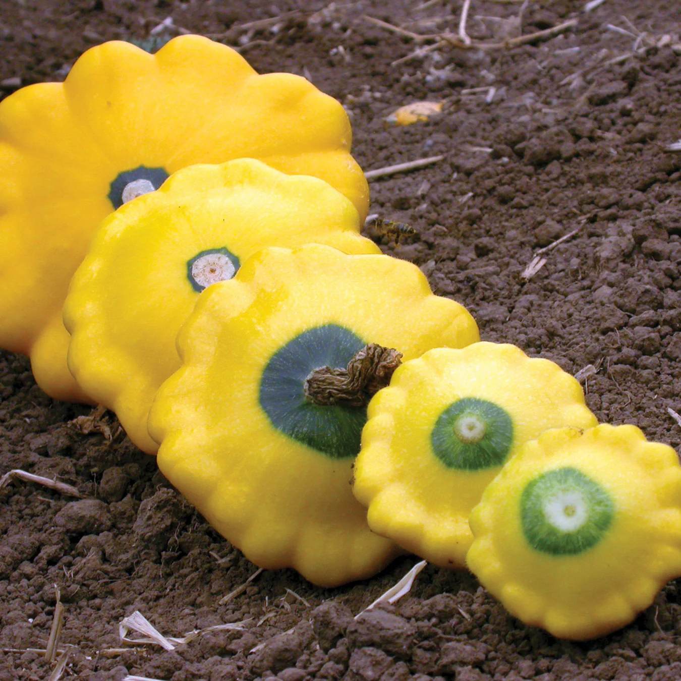 Sunburst Summer Squash - Image 2