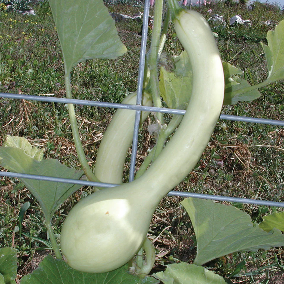 Tromboncino Summer Squash - Image 2