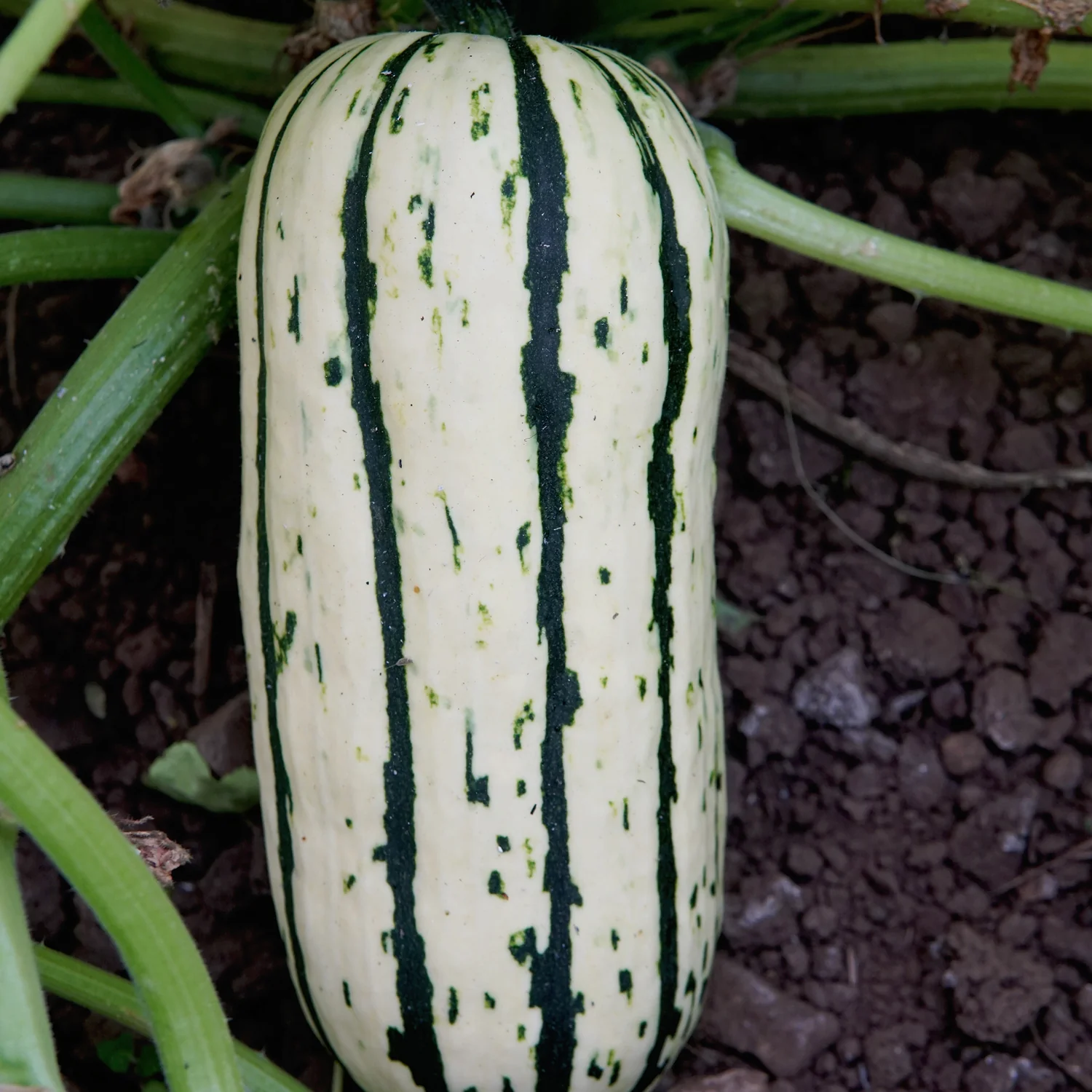 Bush Delicata Winter Squash - Image 4
