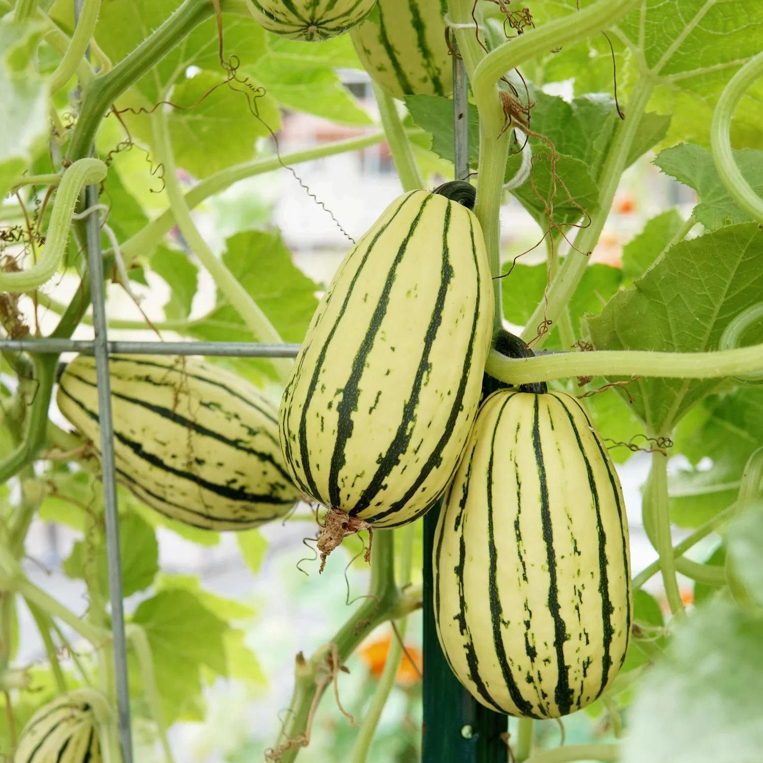 Delicata Winter Squash - Image 2