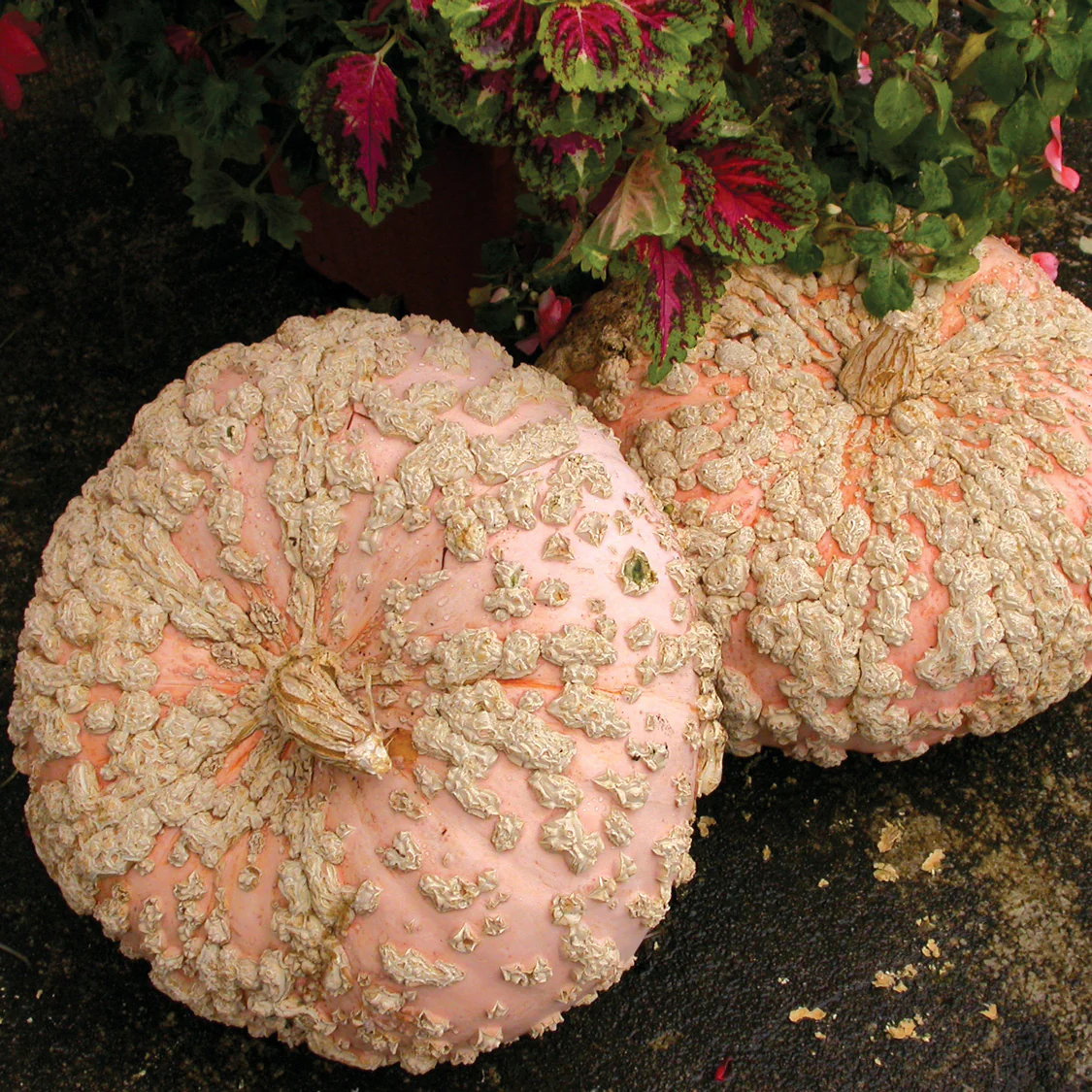 Galeux D'Eysines Winter Squash - Image 2