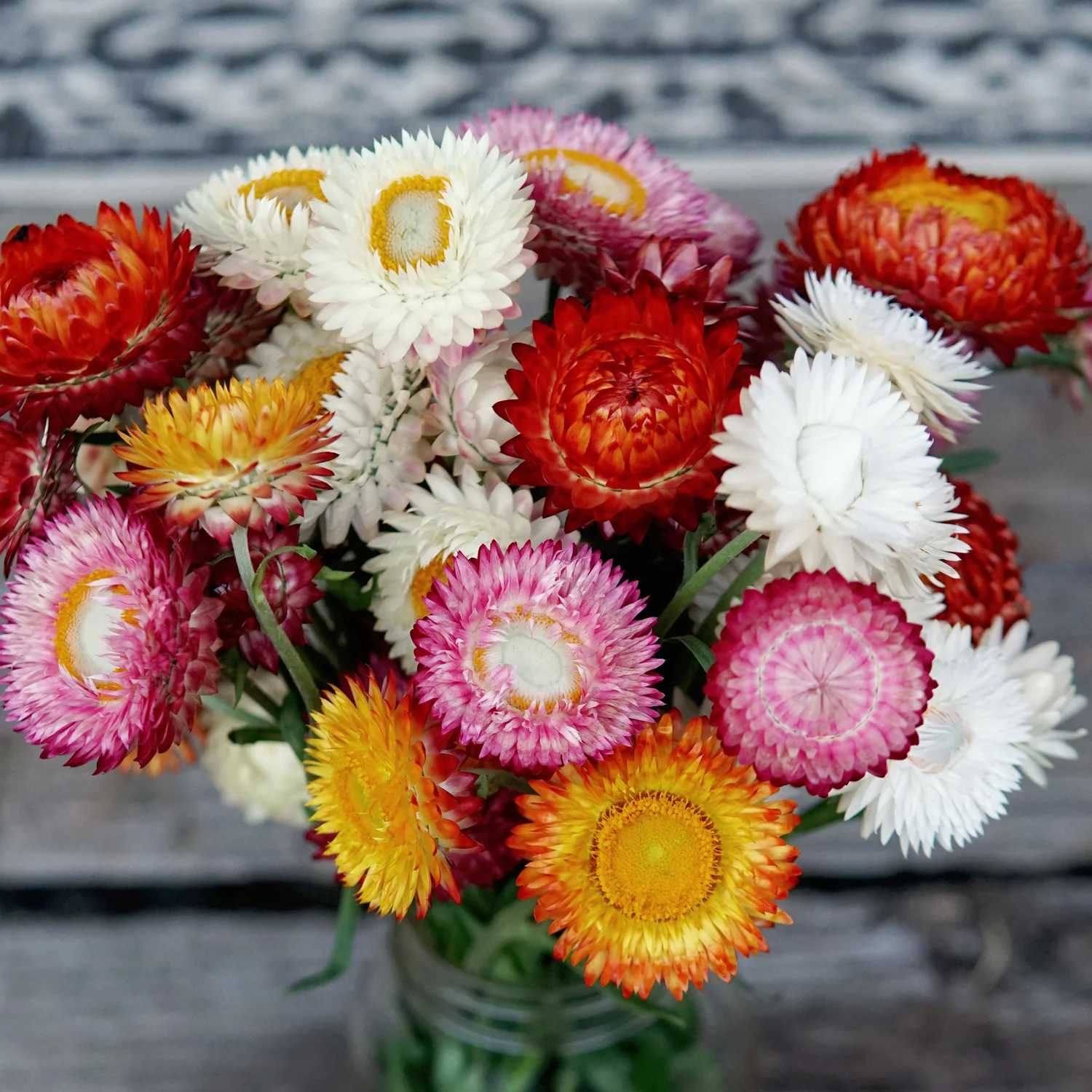 Tall Choice Double Mix Strawflower - Image 2