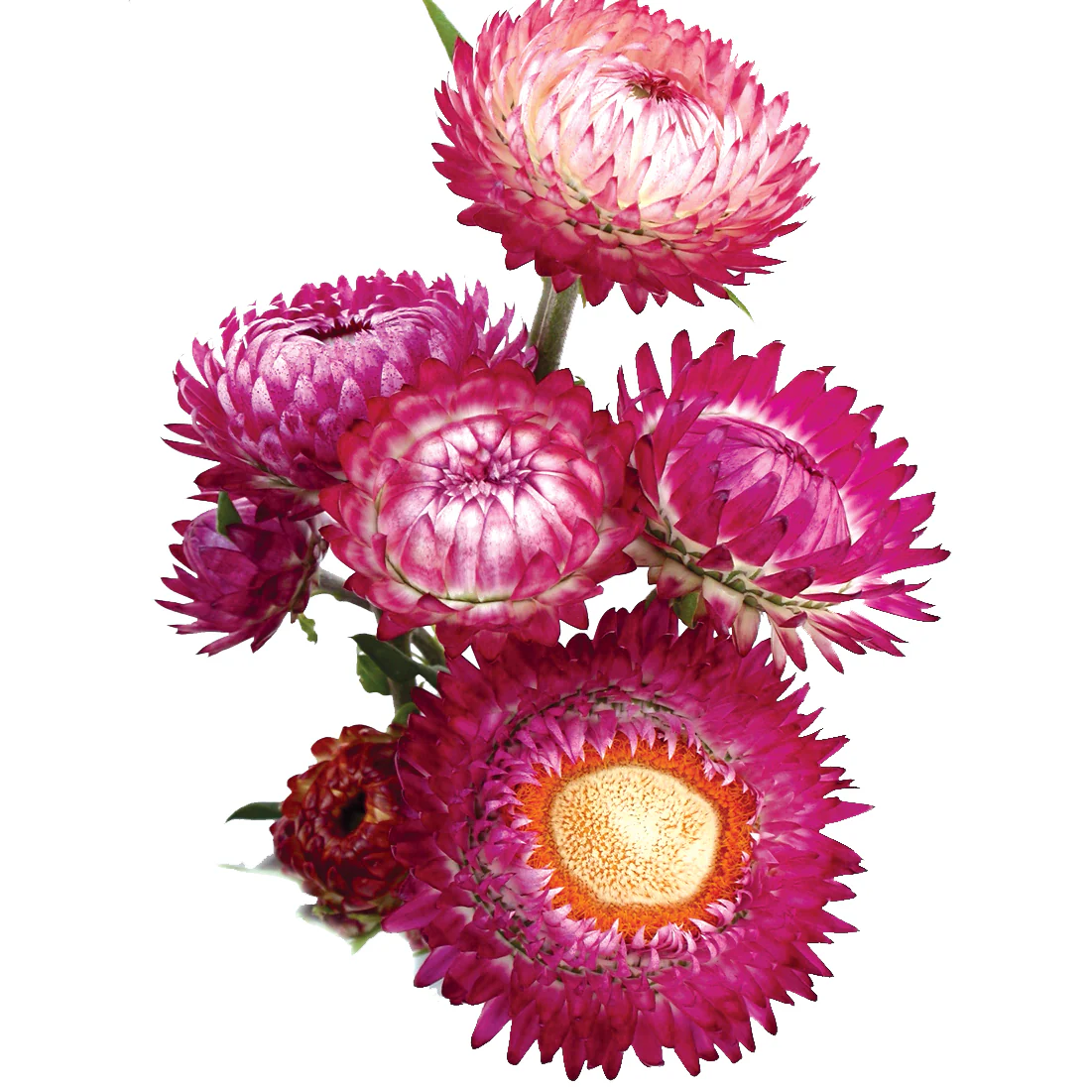 Tall Choice Double Mix Strawflower - Image 3