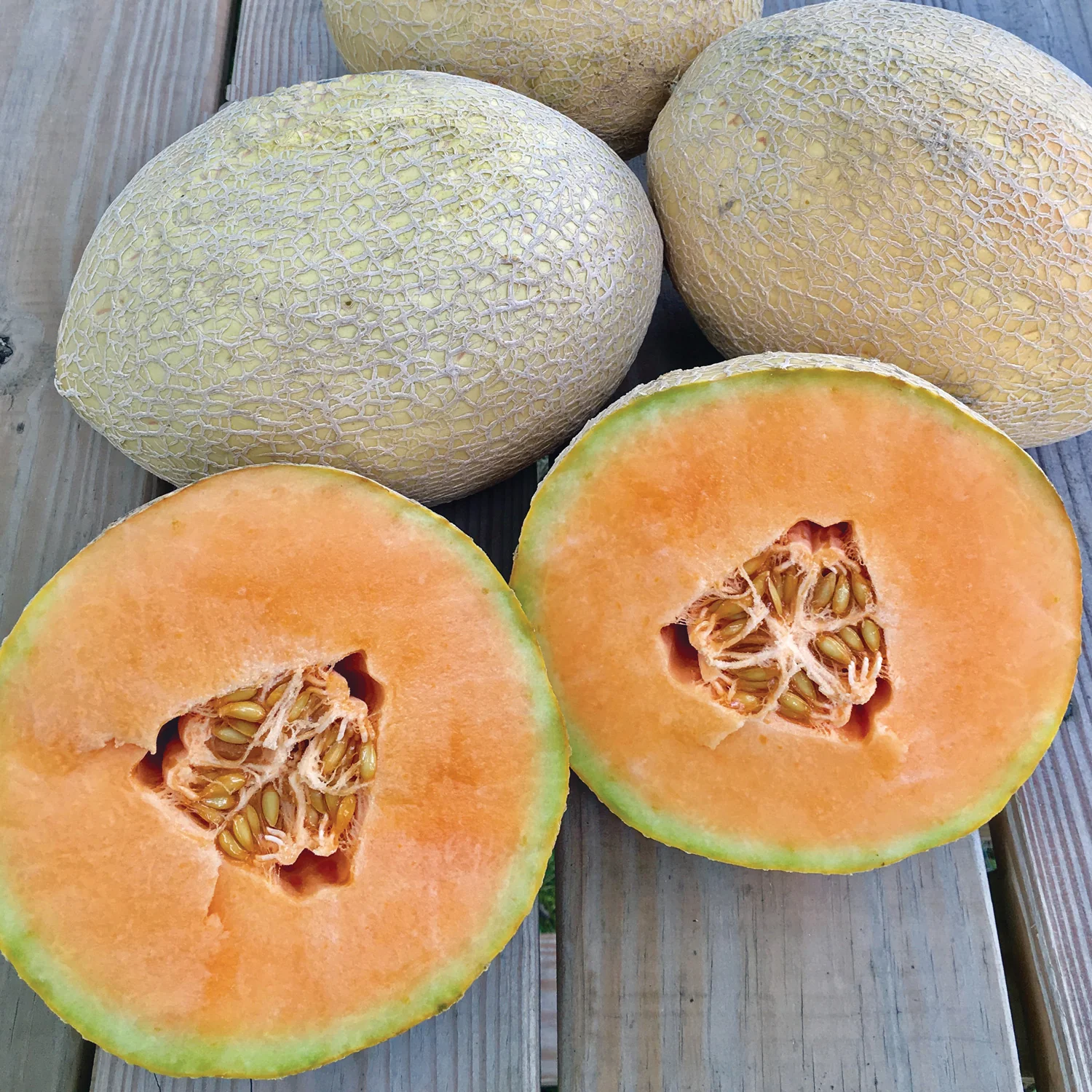 Sugar Rush Cantaloupe