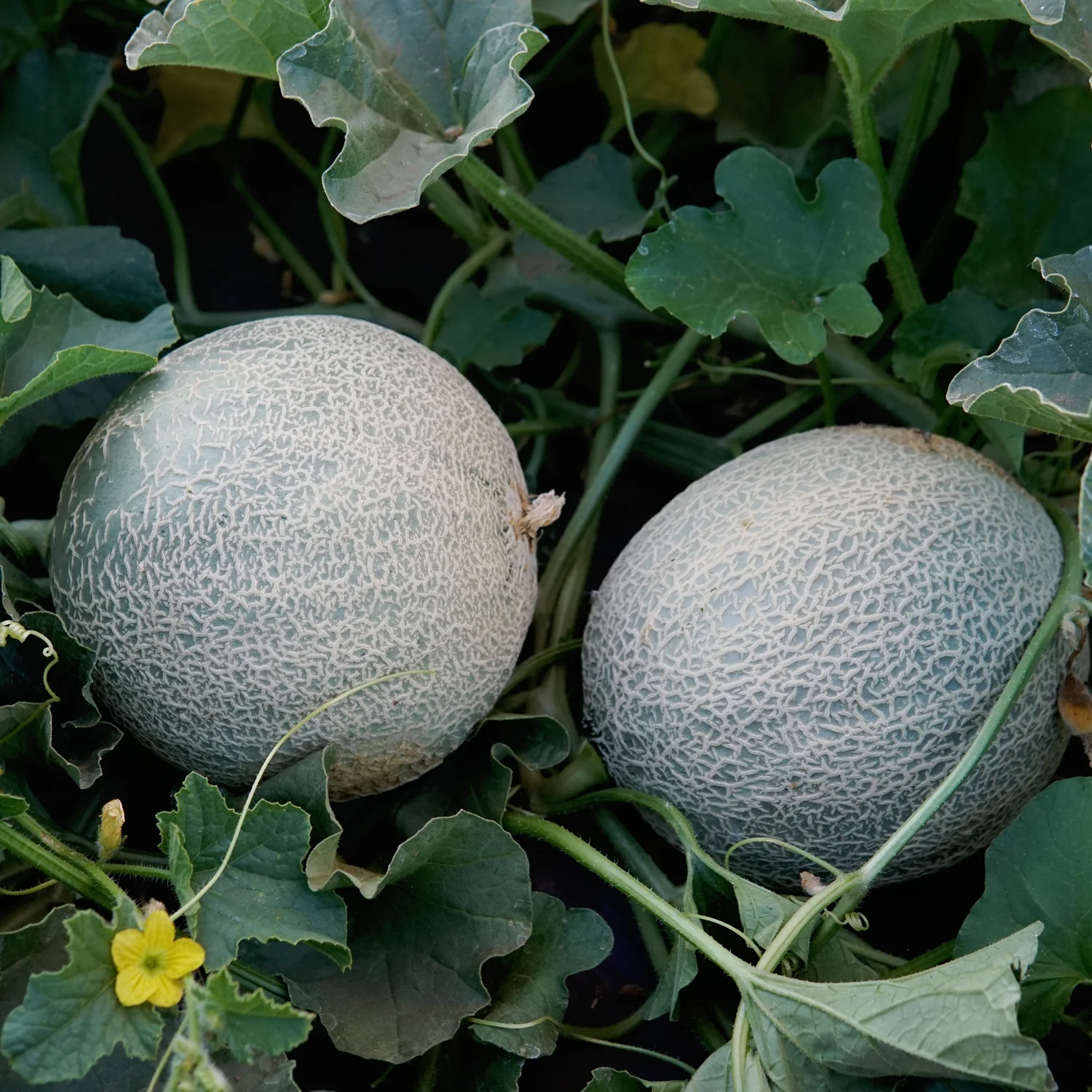 Sugar Rush Cantaloupe - Image 2