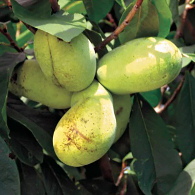 Sunflower Pawpaw Plant