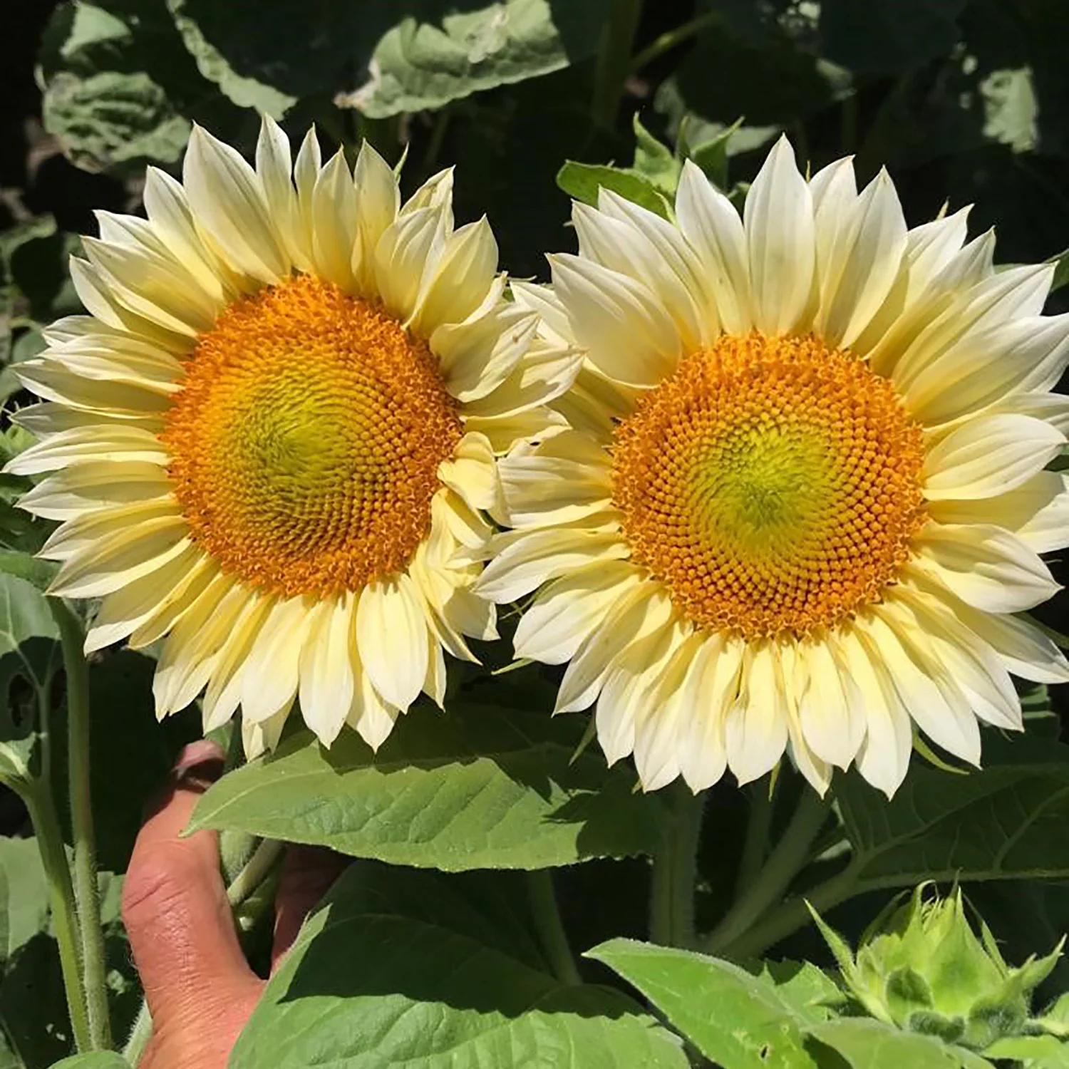 Procut® White Lite Sunflower