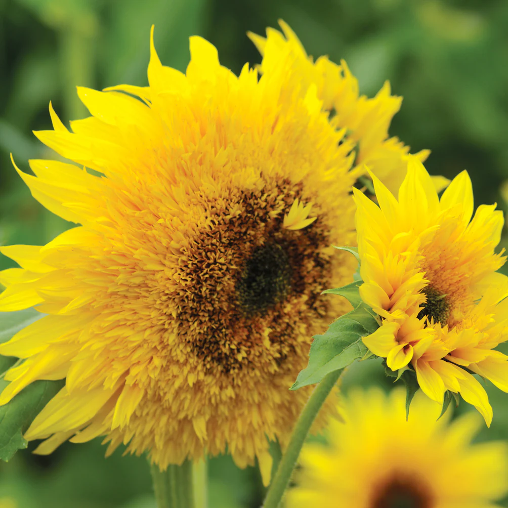 Starburst Panache Sunflower - Image 2