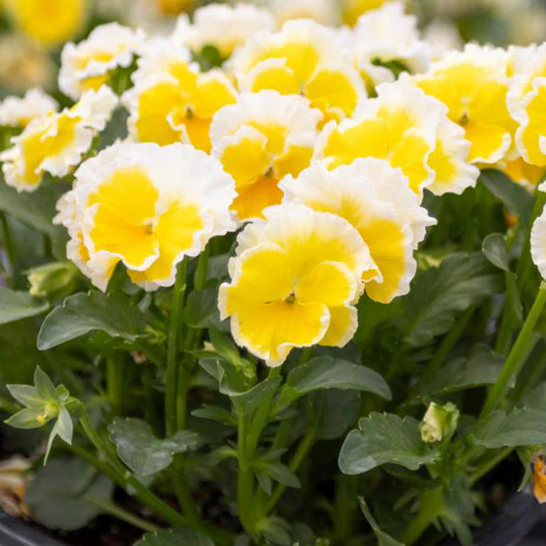 Sunshine Viola - Image 2