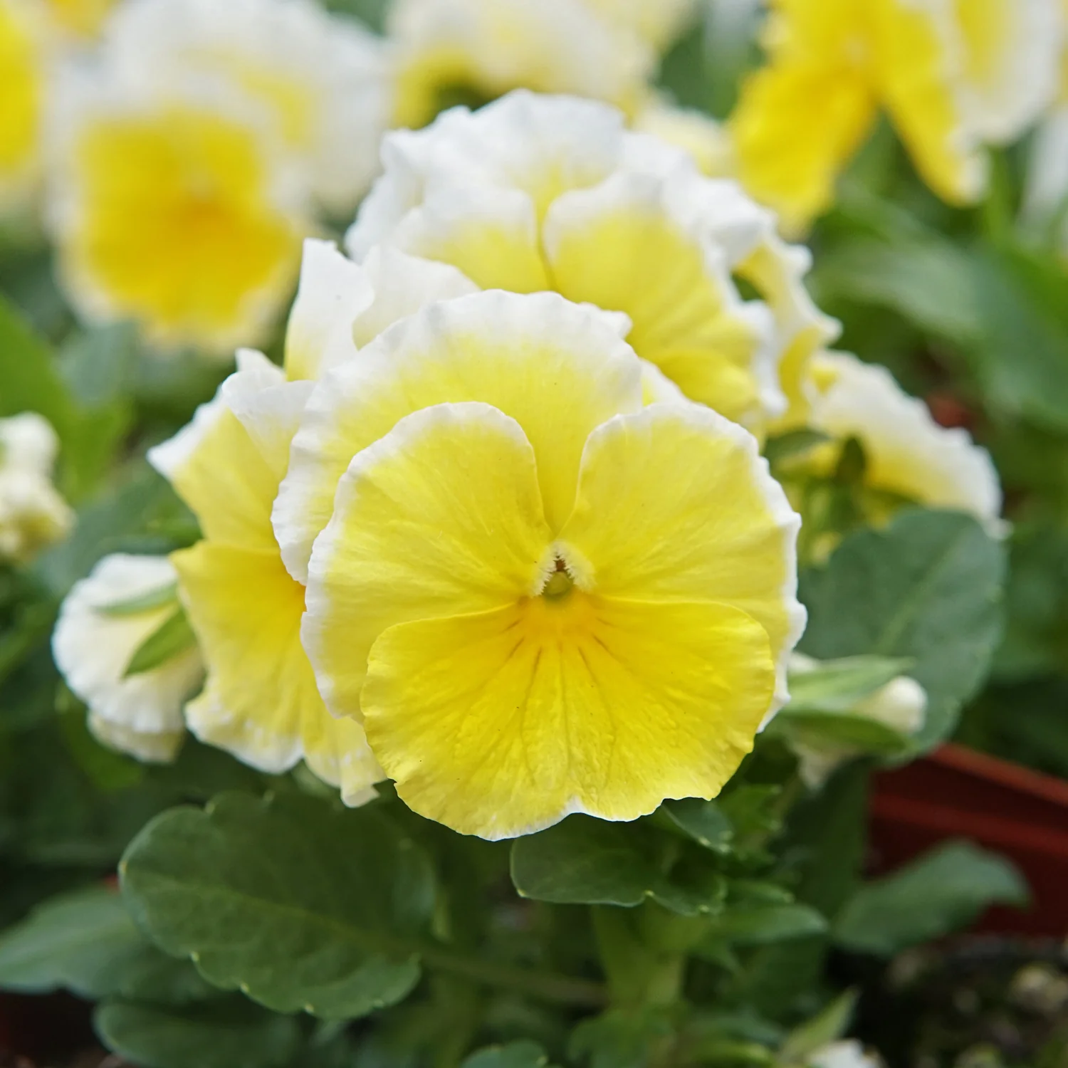 Sunshine Viola - Image 3