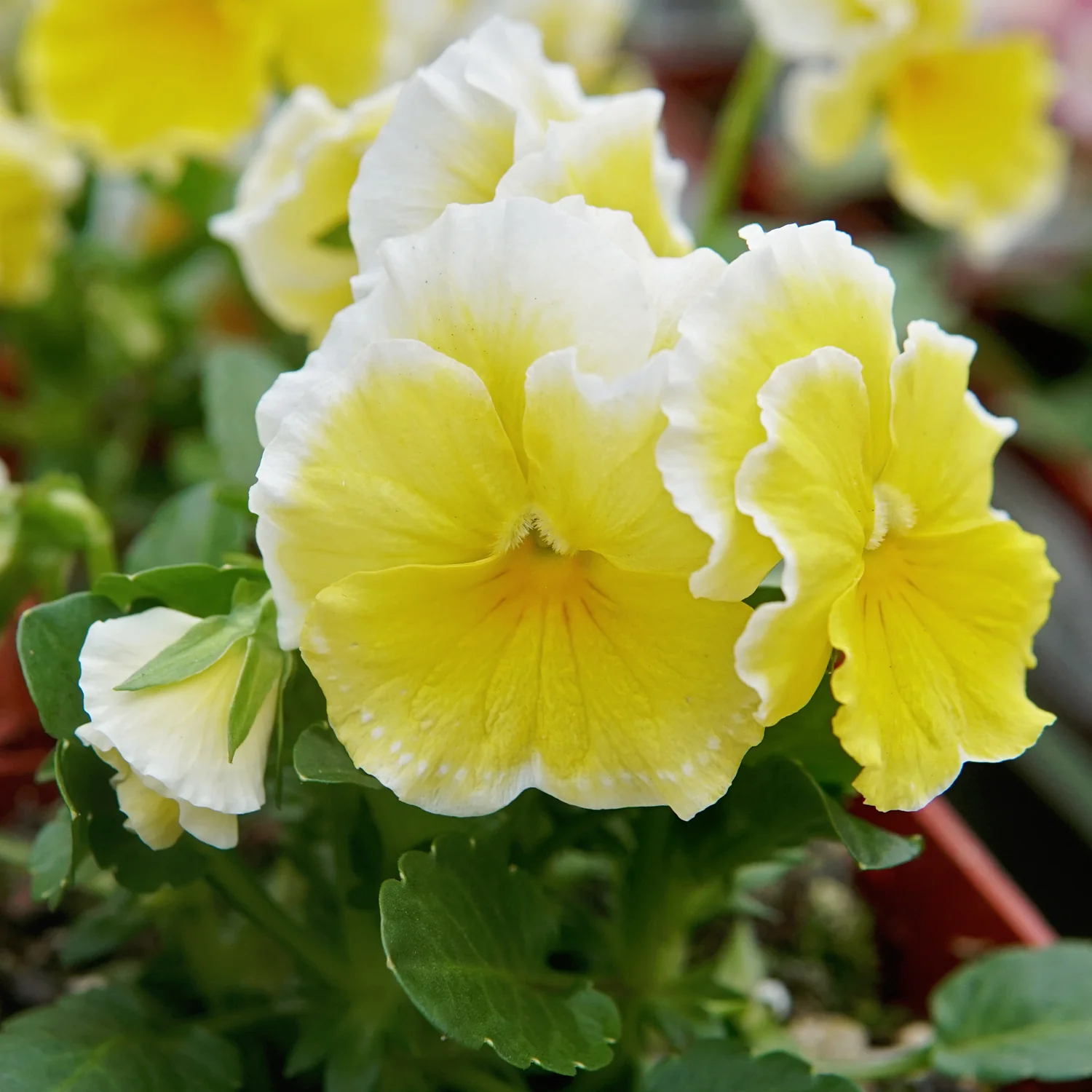 Sunshine Viola - Image 4