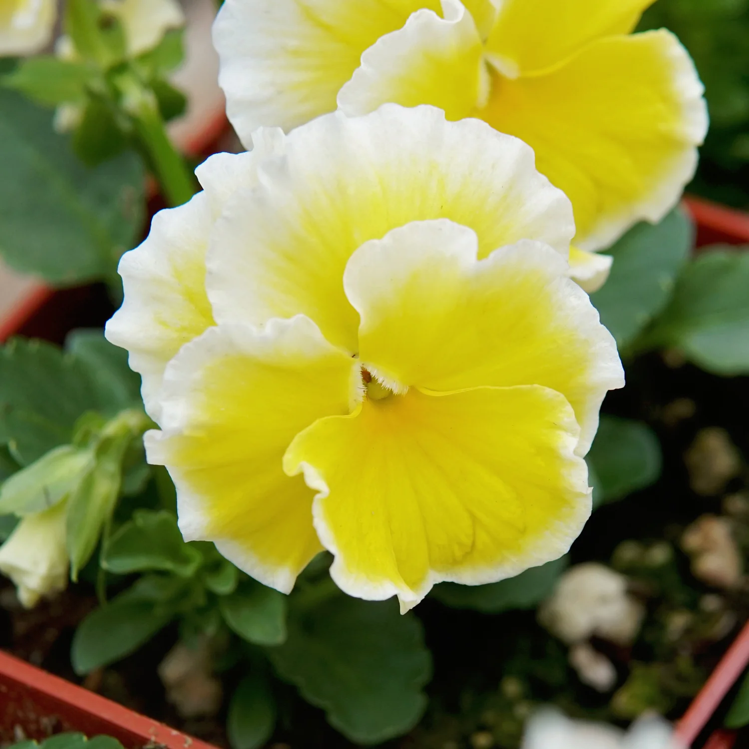 Sunshine Viola - Image 5