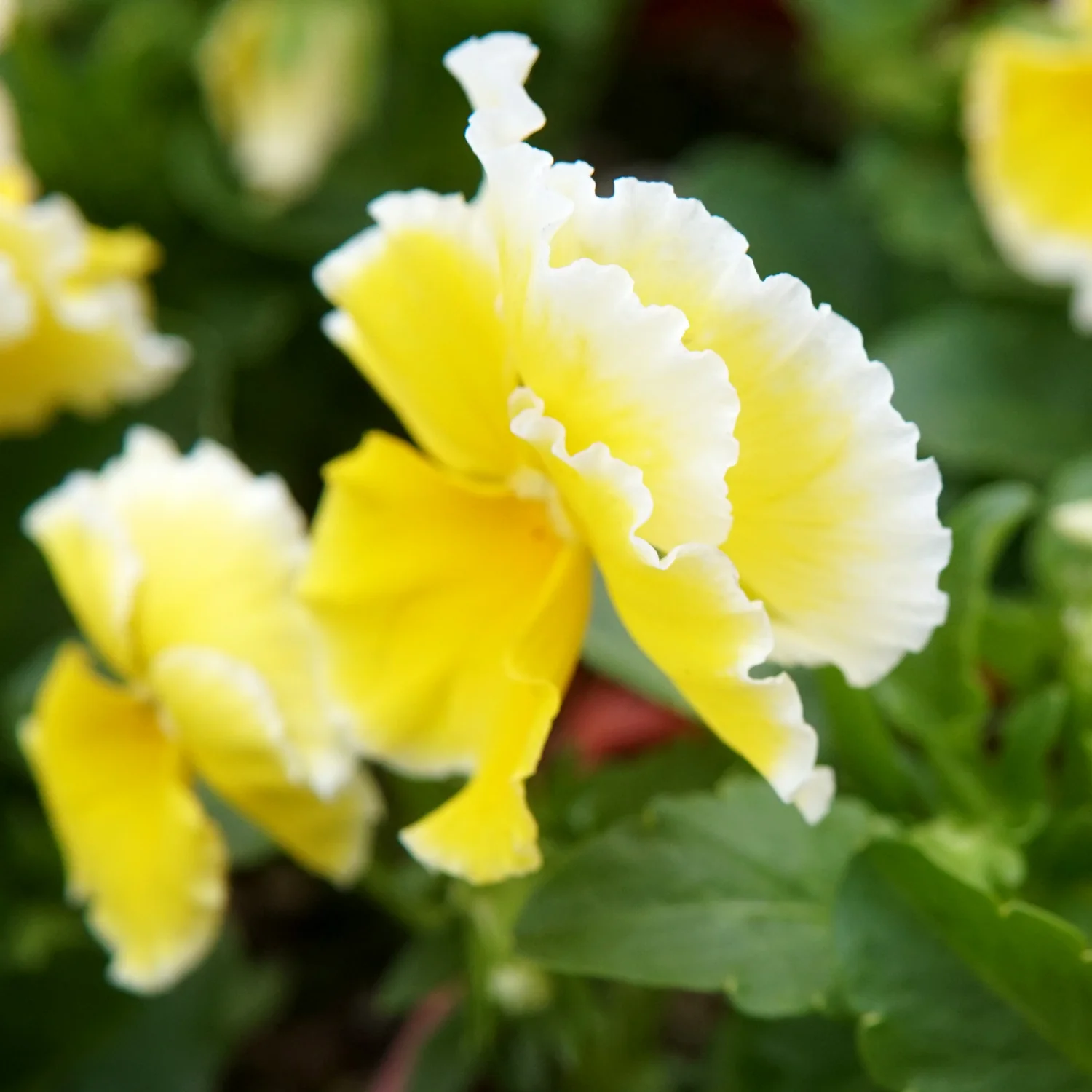 Sunshine Viola - Image 6