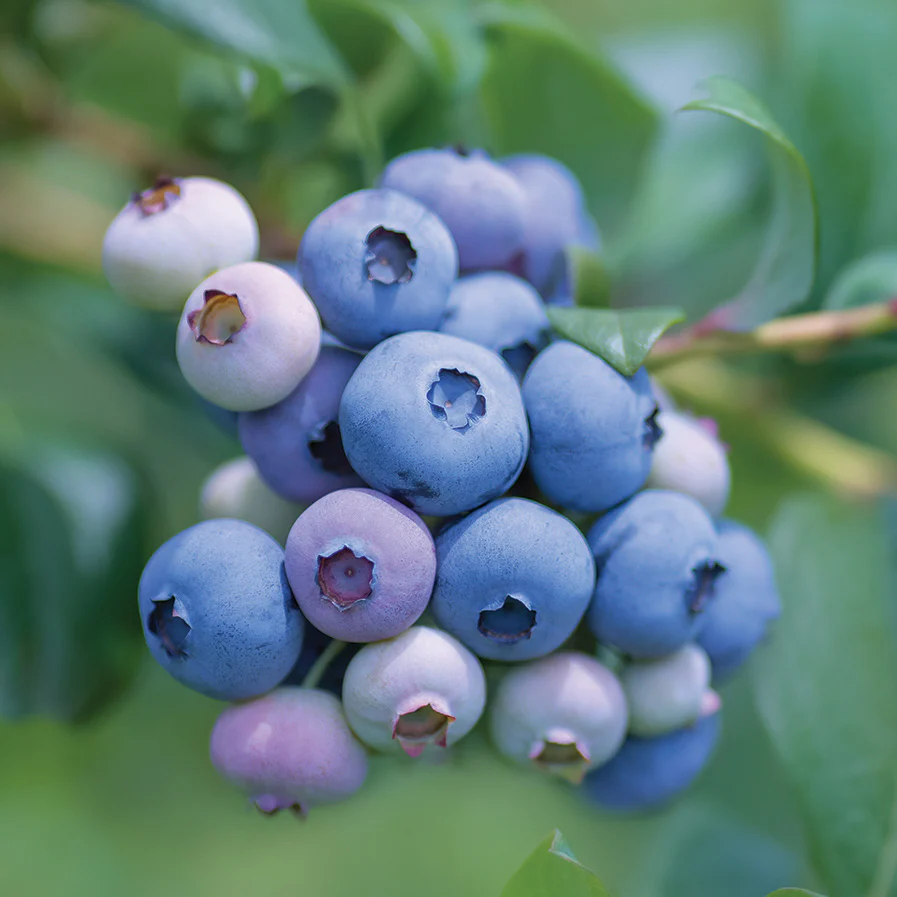 Sunshine Blue Blueberry Plant