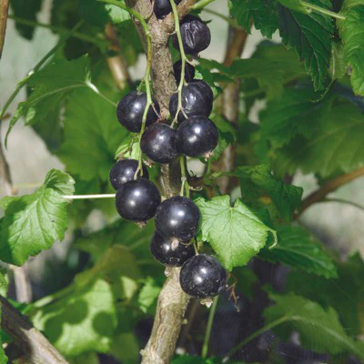 Swedish Black Currant Plant