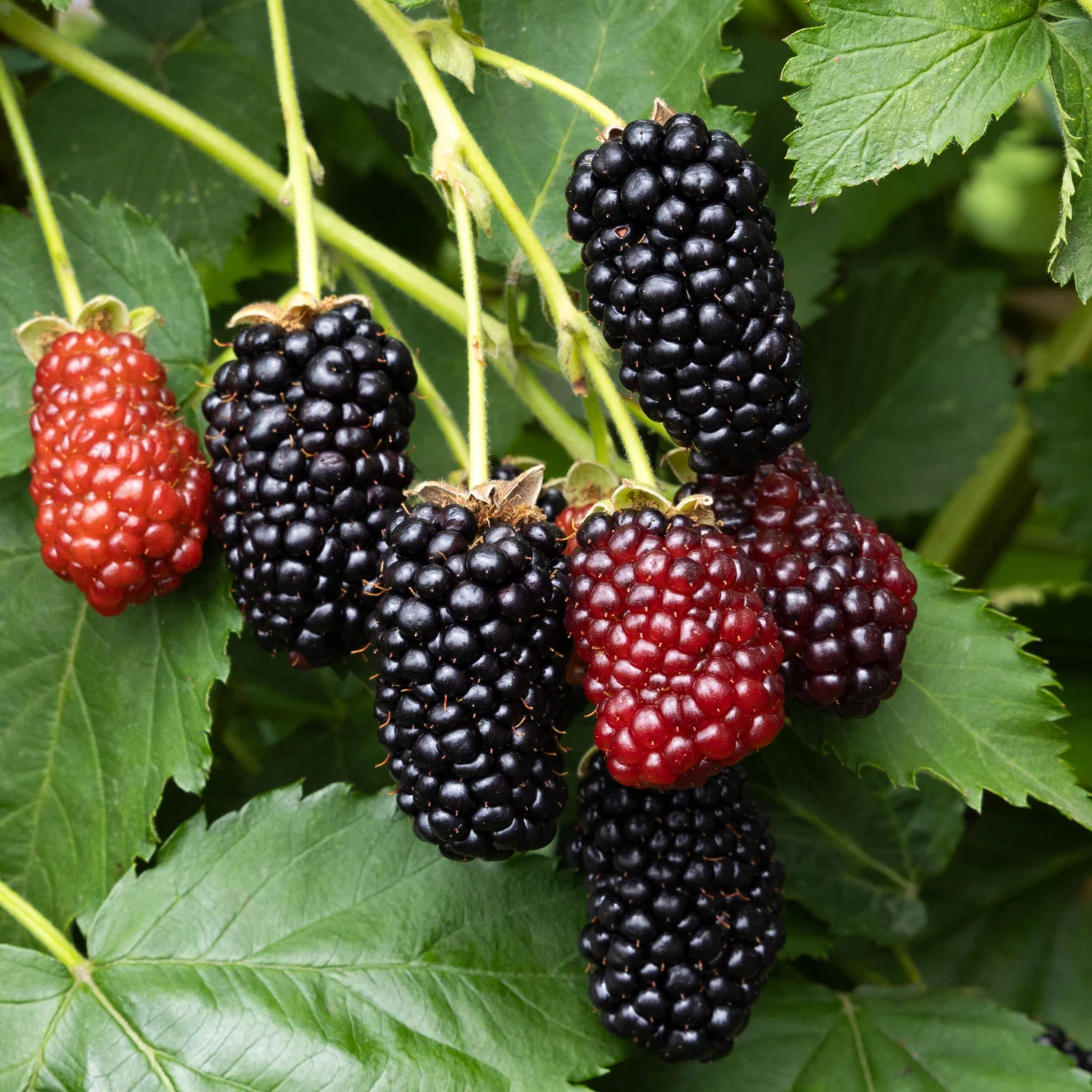 Sweet-Ark® Immaculate™ Blackberry Plant