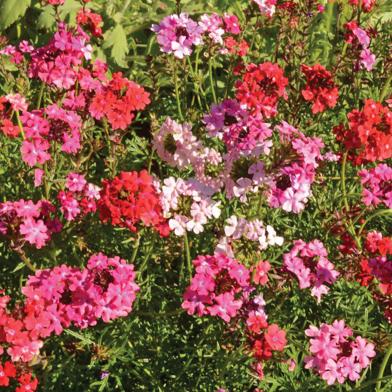 Sweetheart Kisses Verbena