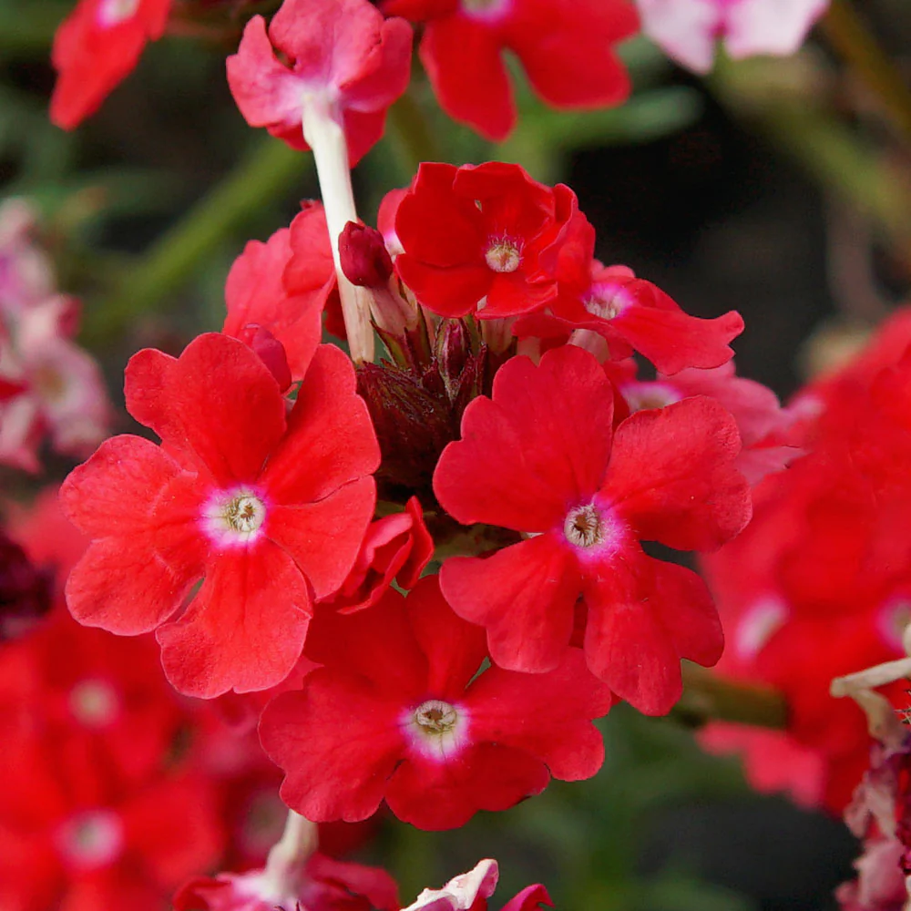 Sweetheart Kisses Verbena - Image 2