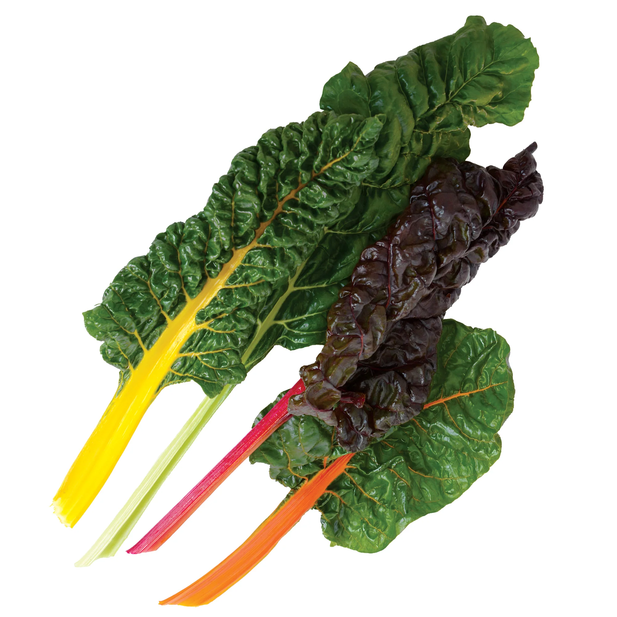 Bright Lights Swiss Chard - Image 2