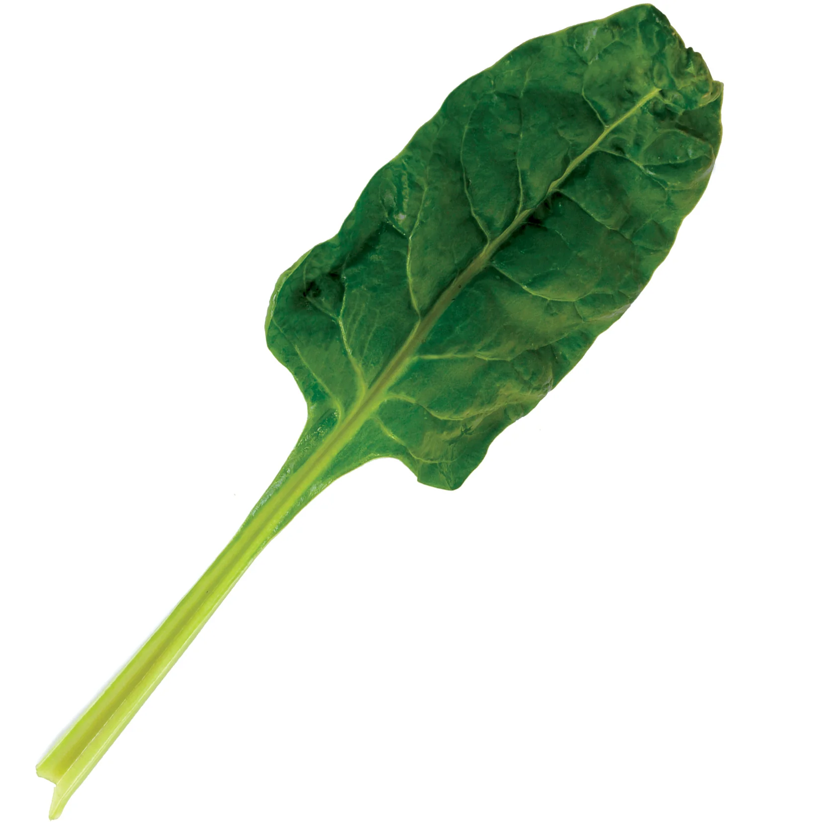 Perpetual Swiss Chard - Image 2