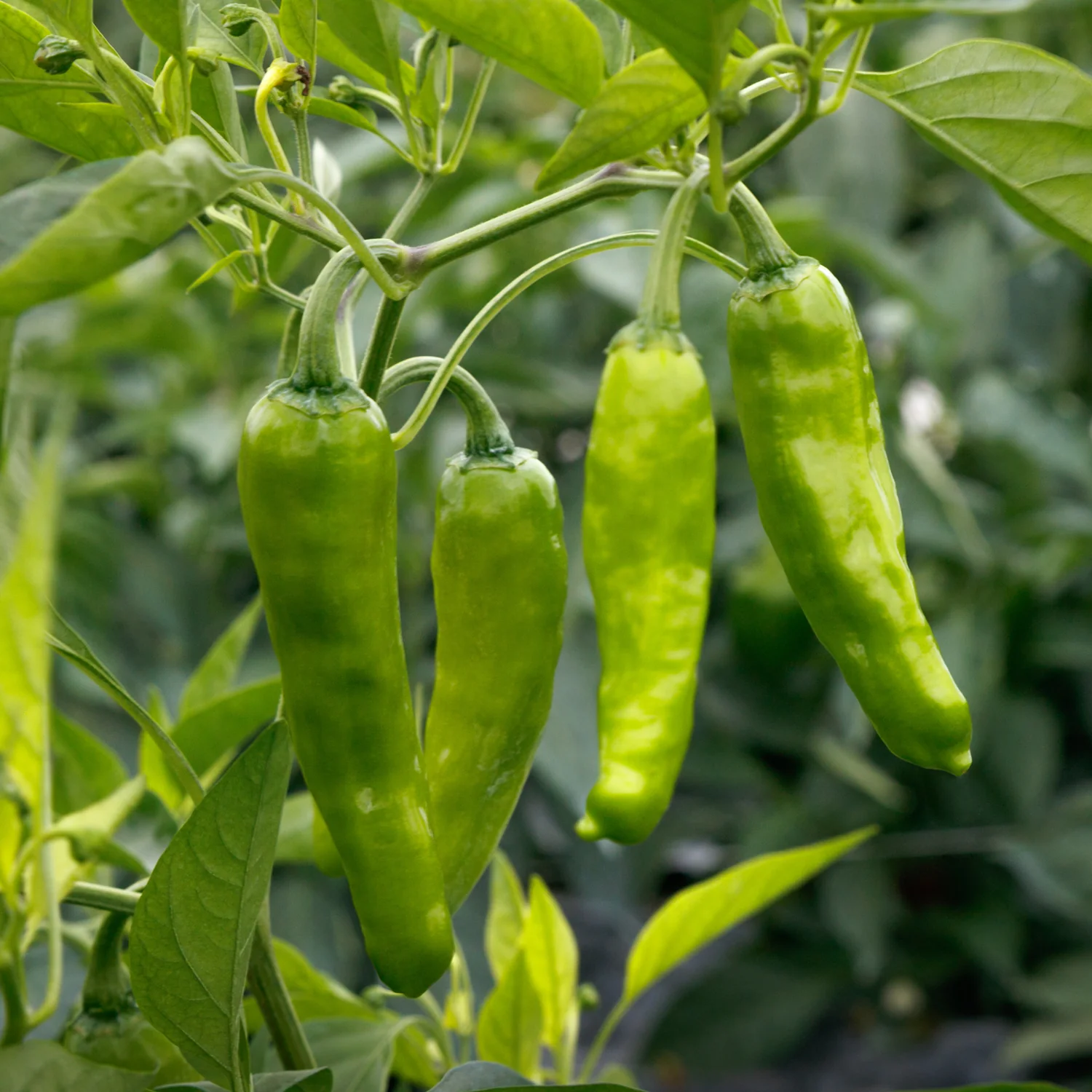 Takara Pepper - Image 3