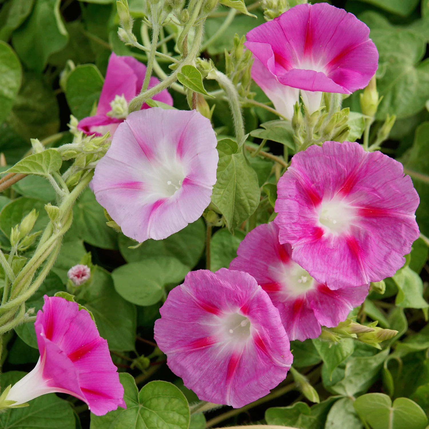 Tall Mix Morning Glory - Image 2