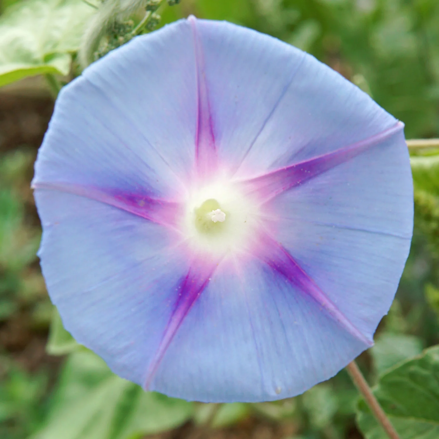 Tall Mix Morning Glory - Image 3
