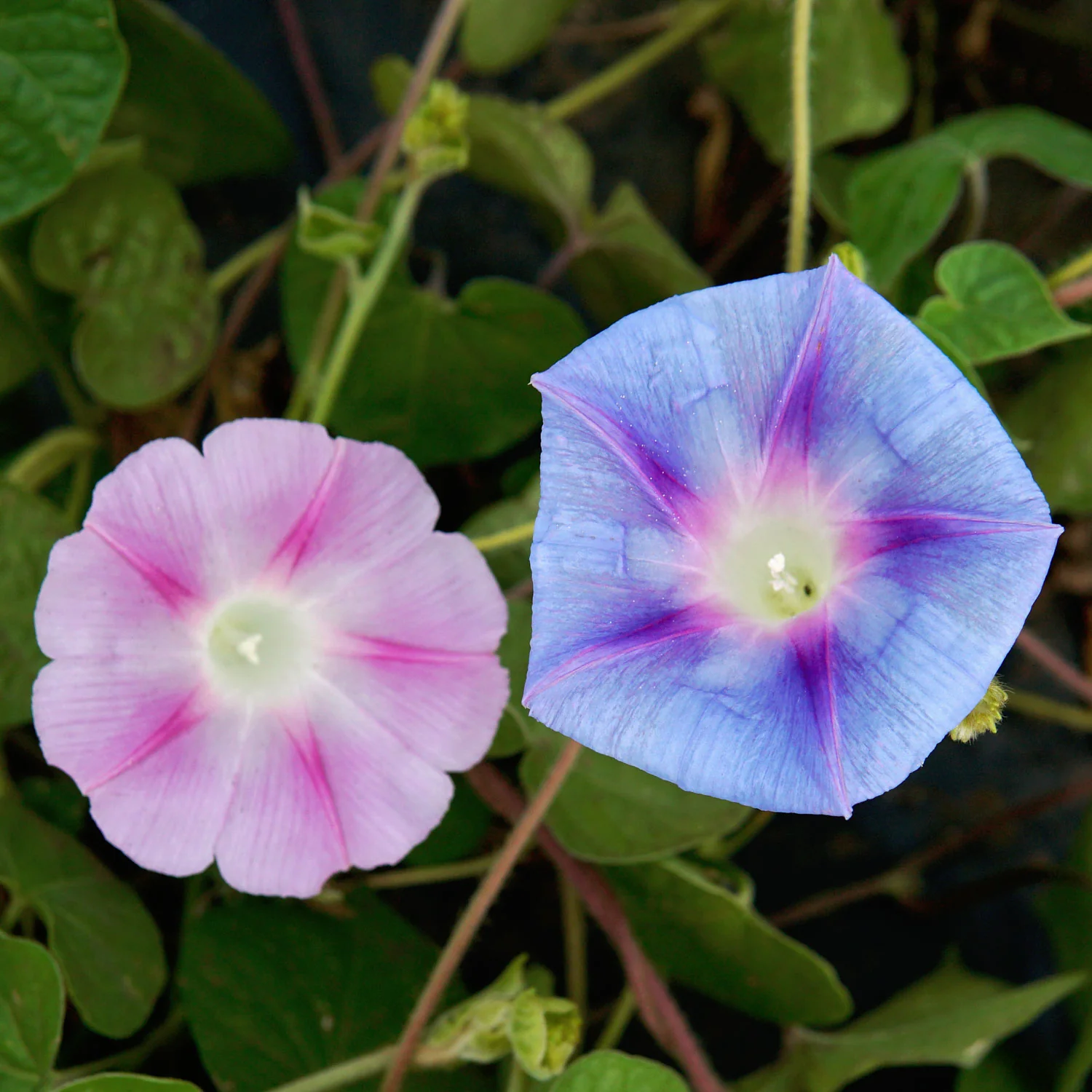 Tall Mix Morning Glory - Image 4