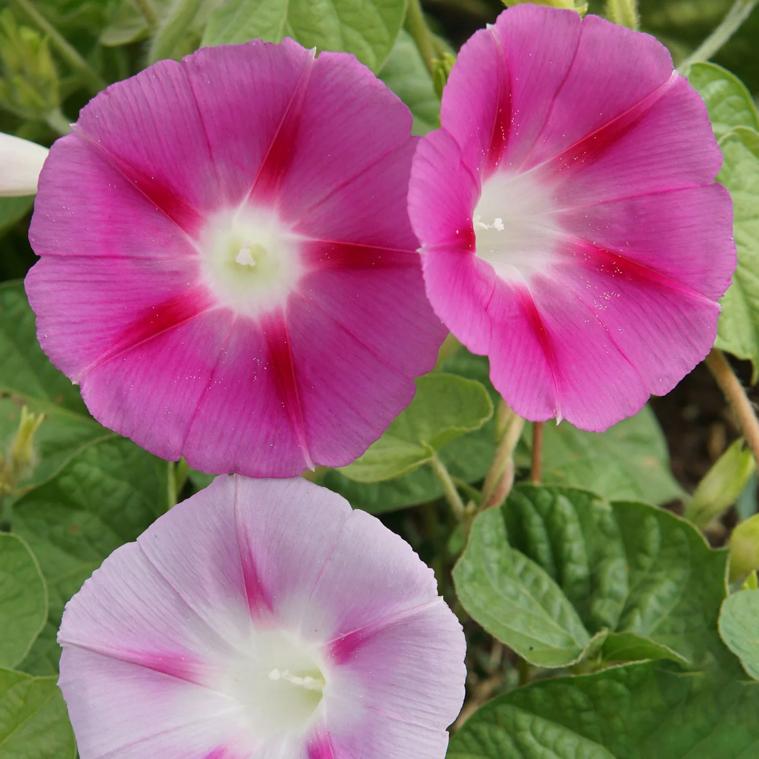 Tall Mix Morning Glory - Image 5