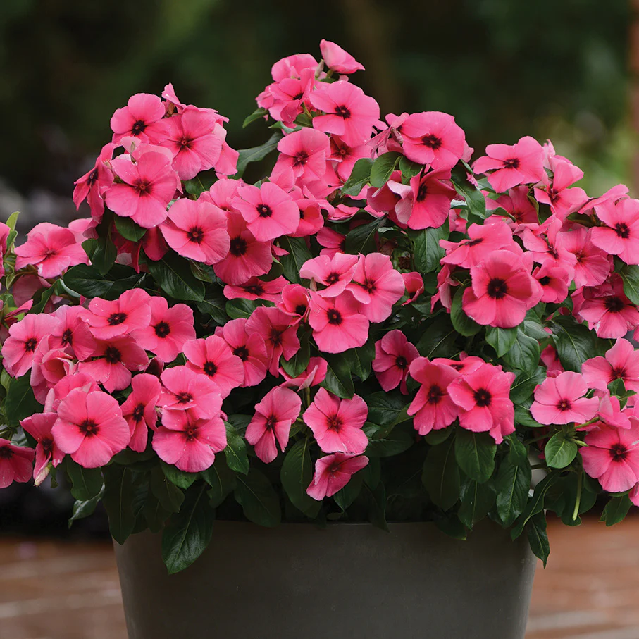 Tattoo™ Raspberry Vinca
