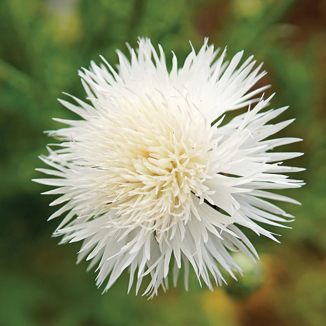 The Bride Centaurea