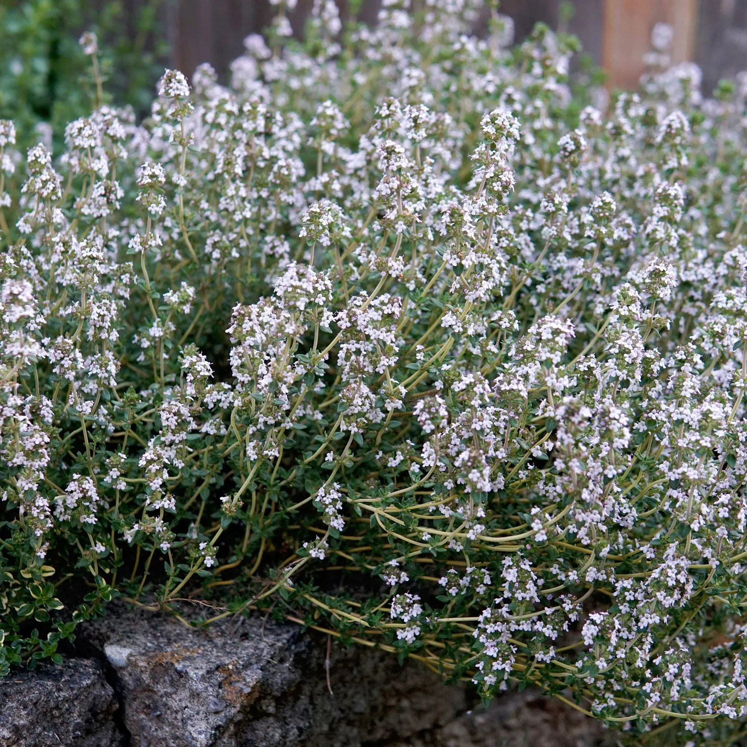 English Thyme - Image 2