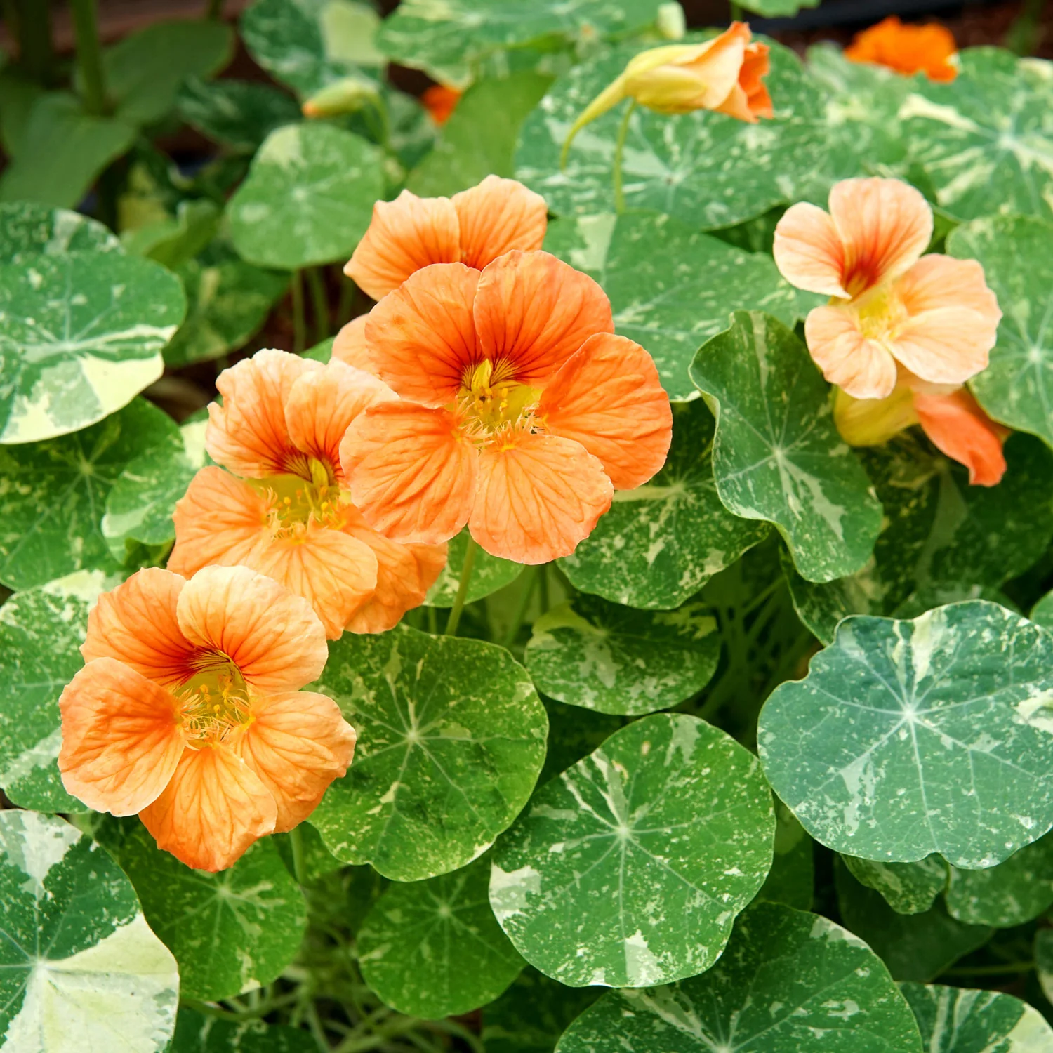 Tip Top Alaska Salmon Nasturtium - Image 3