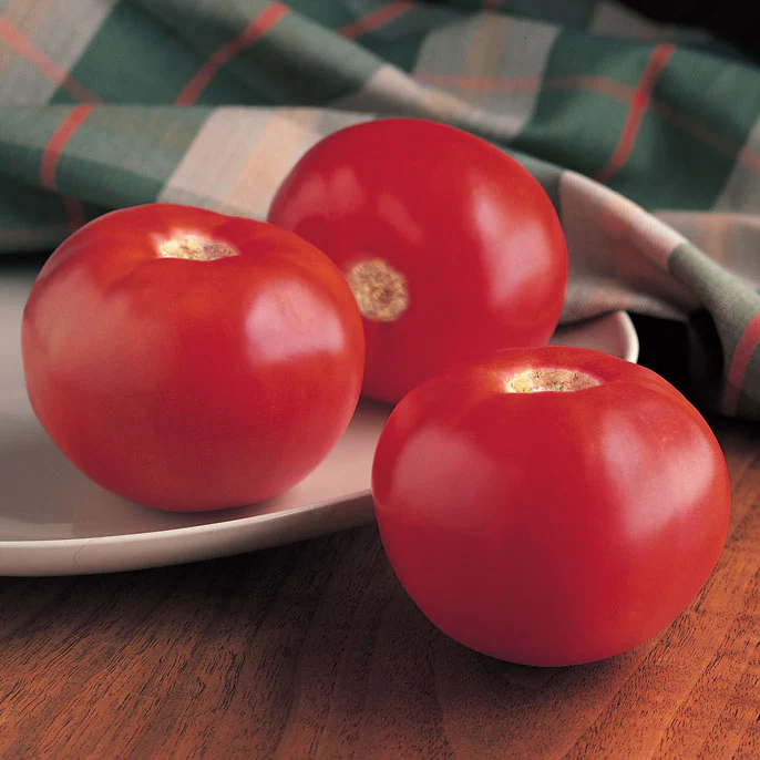 Bobcat Tomato - Image 3